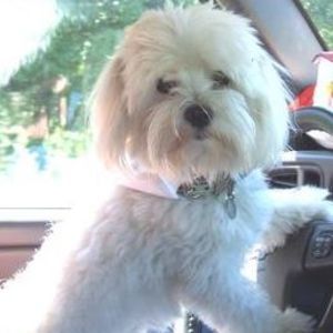 Meet your Posher, Joyce